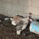 للبيع رومي 5 حبات بياض شرط 4 دجاج وديك