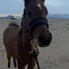 مهر شعبي يعرف المقهور