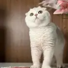 قطة سكوتش فولد انثى