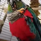 مطلوب فروخ كنيور مون شيك وبلو شيك