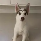 سايبيرين هاسكي مدربة