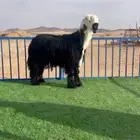 طليان نجد صنف