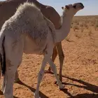 حشو