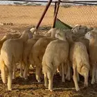 طليان ورخال حريه