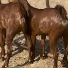 جفار دهم دفيع