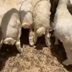 باهم خرفان العمر شهرين
