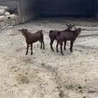 فحول دهم اللون النادر