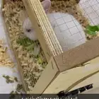 أرنب للبيع بكامل اغراضه