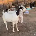 خمس معزاء هولنديات