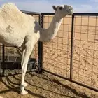 بكره طيبه