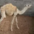 للبيع قعود