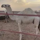 قعود كحيلاني