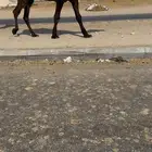 للبيع بعير كفو