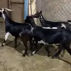 4 معزى