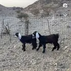 معزا عوارض مظاريع شرط
