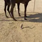 حشو شحم طيبات