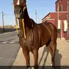 حصان شعبي شيخ