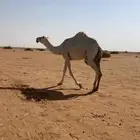 للبيع بكره رمانيه كفوو