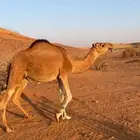 ابل جمله سواحل