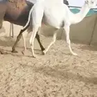 قعدان كفو للبيع مبداء مغلقه التواصل اتصال