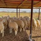 رخال حريه كفو للبيع
