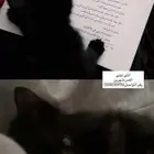 قطه انثى تبني ( شهرين )