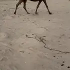 القحه كفو