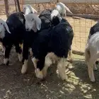 رخال طيبه نجدي وحري