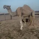 ضروبه