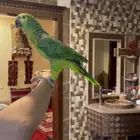 بغبغاء امزوني يلوفرنتد