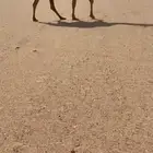 البيع شعلا كفوو خفوت