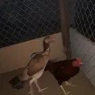 دجاج باكستاني مع فرخ شامو