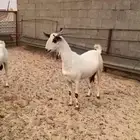 عنز بيشيه كحلا