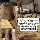 صعود بكر ثنيه