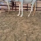 بكار كفوو