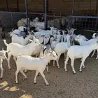 تيوس شحم طيبات بالحيل