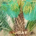 روثانة المدينه اصناه او فصائل لبييع يوجد كميه كبيره جدا جدا