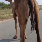 ناقة حمراء سديس جنب في 4 شهور