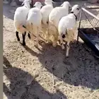 طليان كفو مناسبات فل شحم