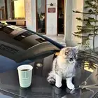 قطو للبيع شيرازي