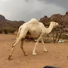 ناقه سديس لقحه