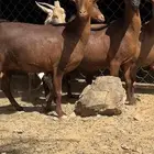 معزا دهم قرايب