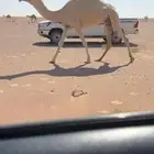 للبيع عشرا بكر مبيوع بنتها