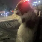 كلب للبيع اي سوم تجي علطول ببيع