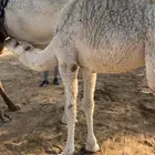 قعودين عمارها 9 شهور مسحوبه من اماتها