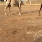 ضروبه