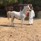 حصان شعبي طيب ب الحيل