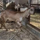 فحل درماني