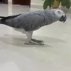 كاسكو ببغاء مفقود وادي مريخ