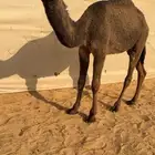 للبيع بكره صفرا مفروده